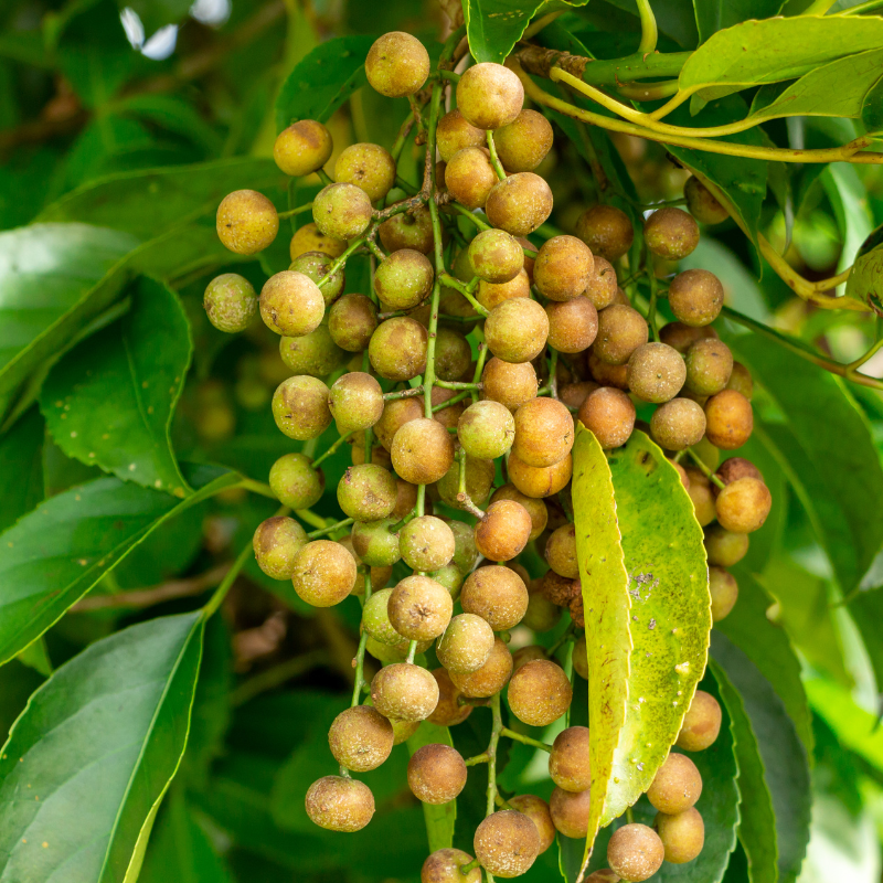 Bishop wood Seeds — 30