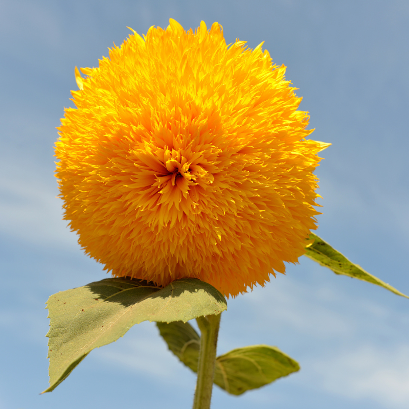 Dwarf Sungold (Teddy Bear) Sunflower Seeds — 20
