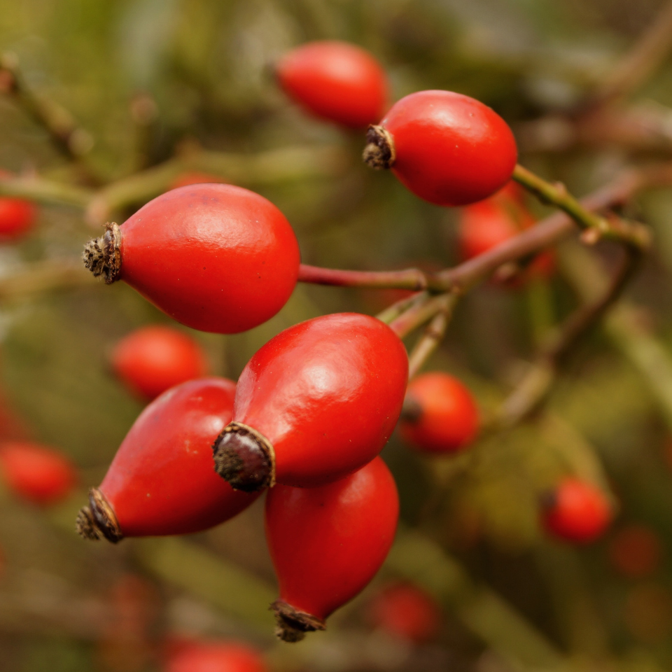 Himalayan rosehip multiflora Seeds — 50