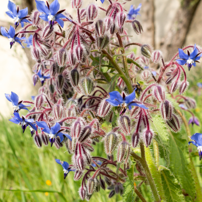 Borage, Starflower Seeds — 15