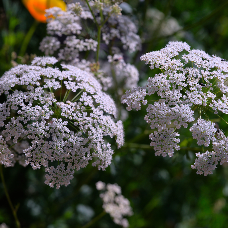 Anise Seeds — 100