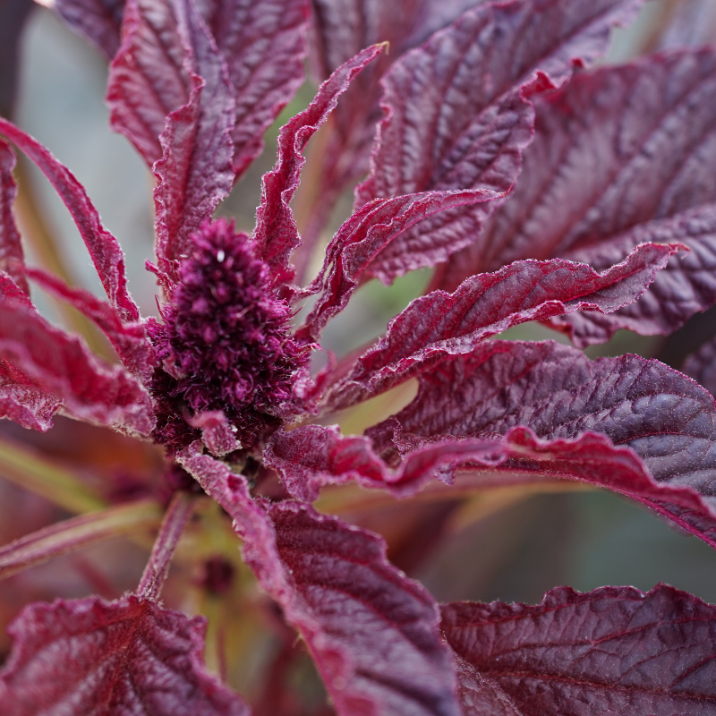 Amaranthus red Seeds — 300
