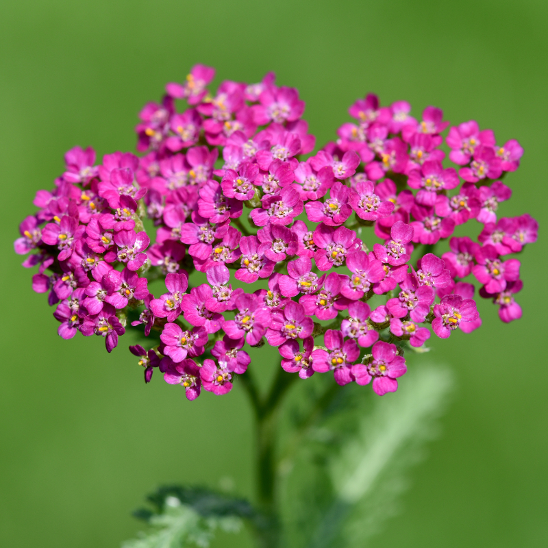 Yarrow pink and white Seeds — 1000