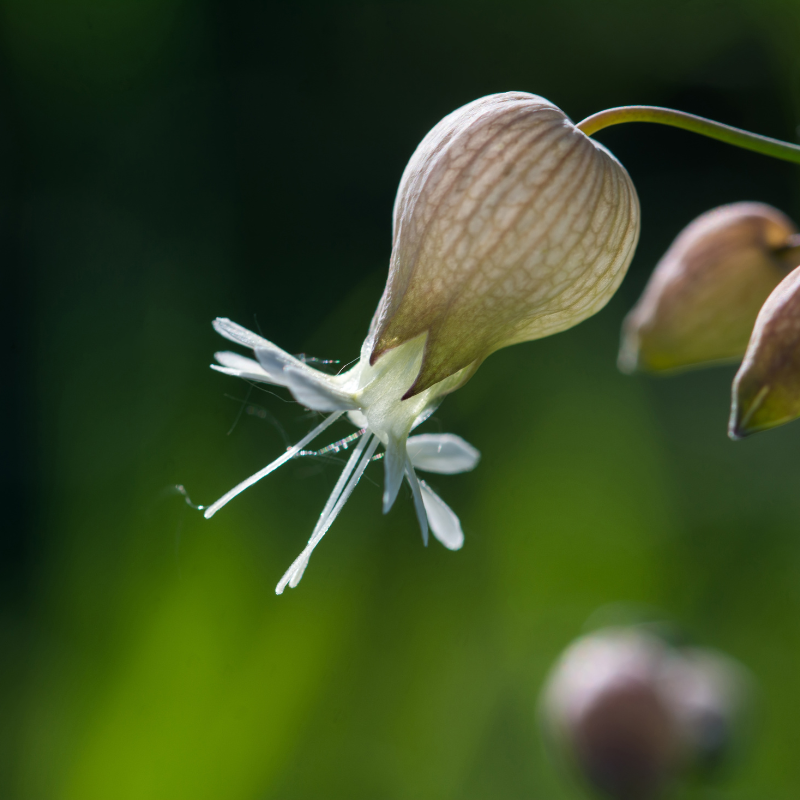 Bladder campion, Maidenstears Seeds — 15