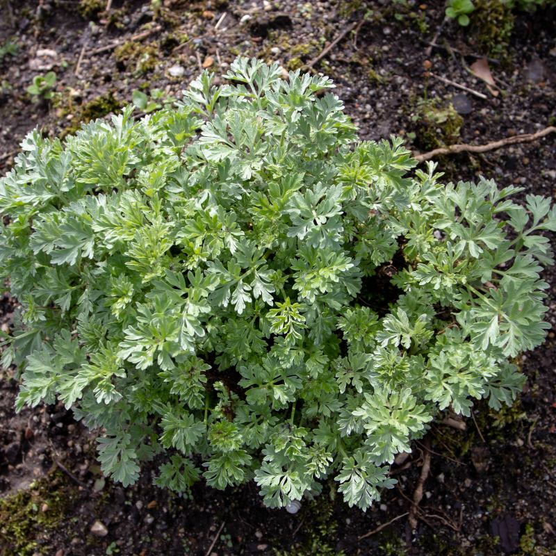Common wormwood Seeds — 100