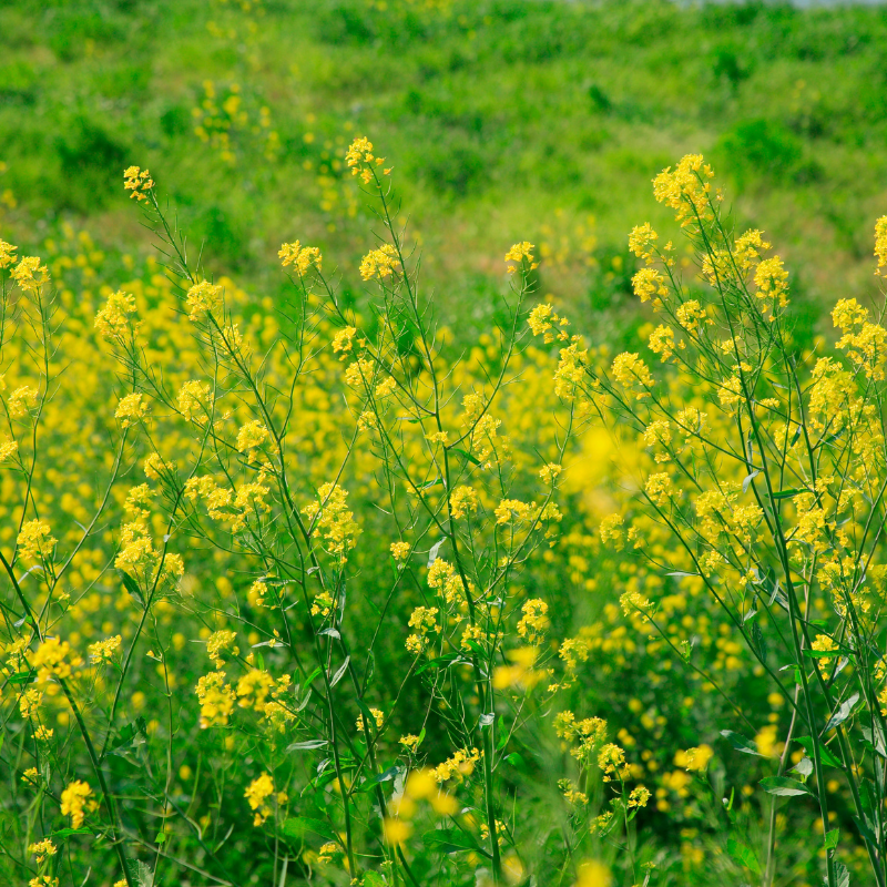 Brown mustard Seeds — 300