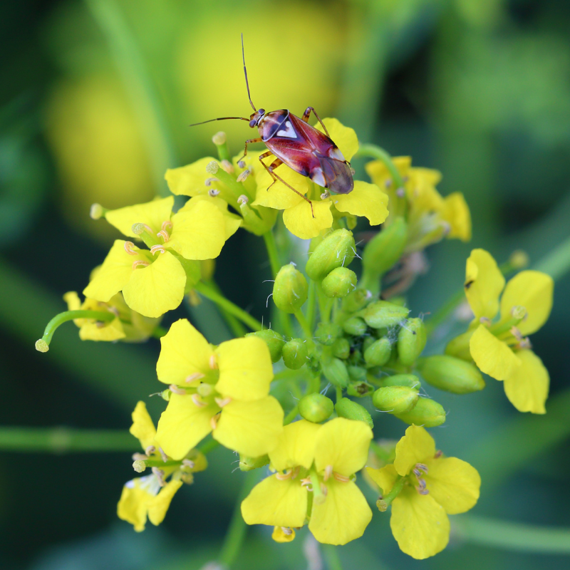Yellow mustard Seeds — 30