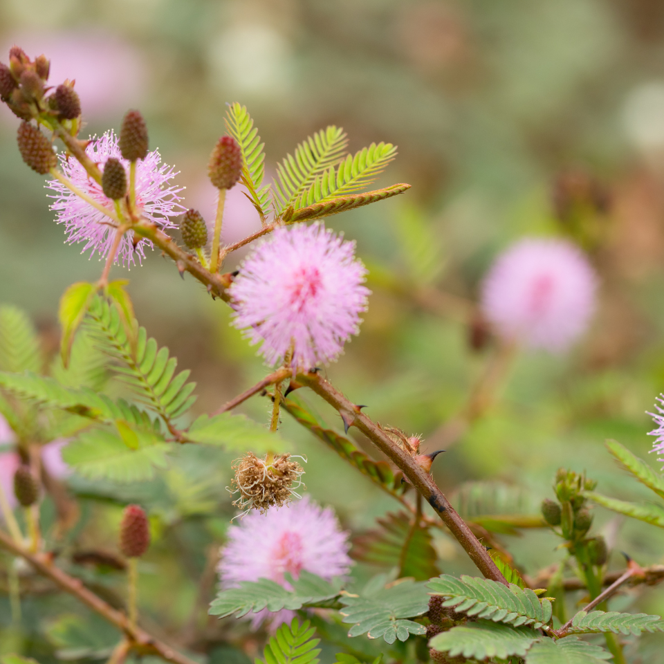 Mimosa Pudica, Touch me not Seeds — 50