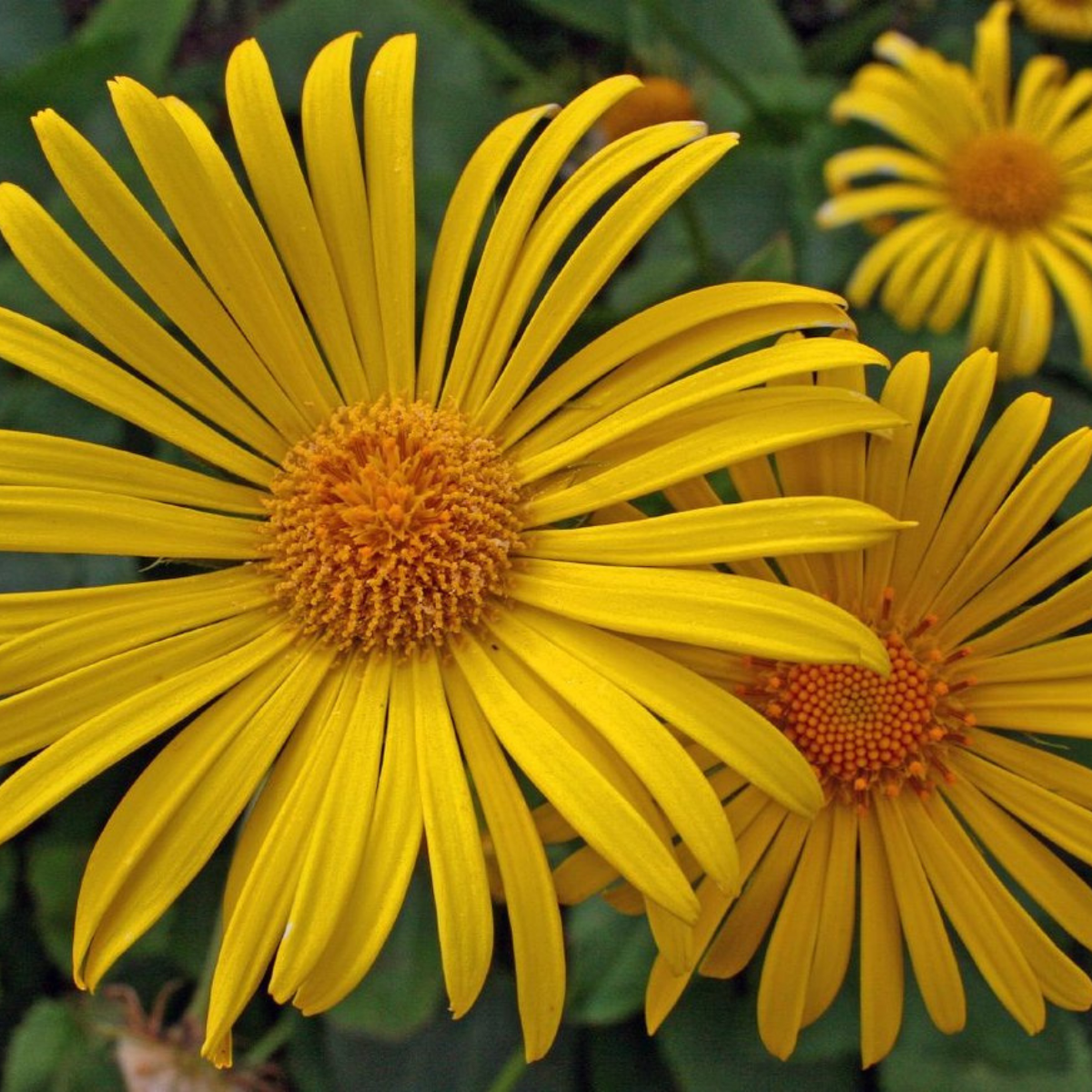 Inula, Elecampane Seeds — 200