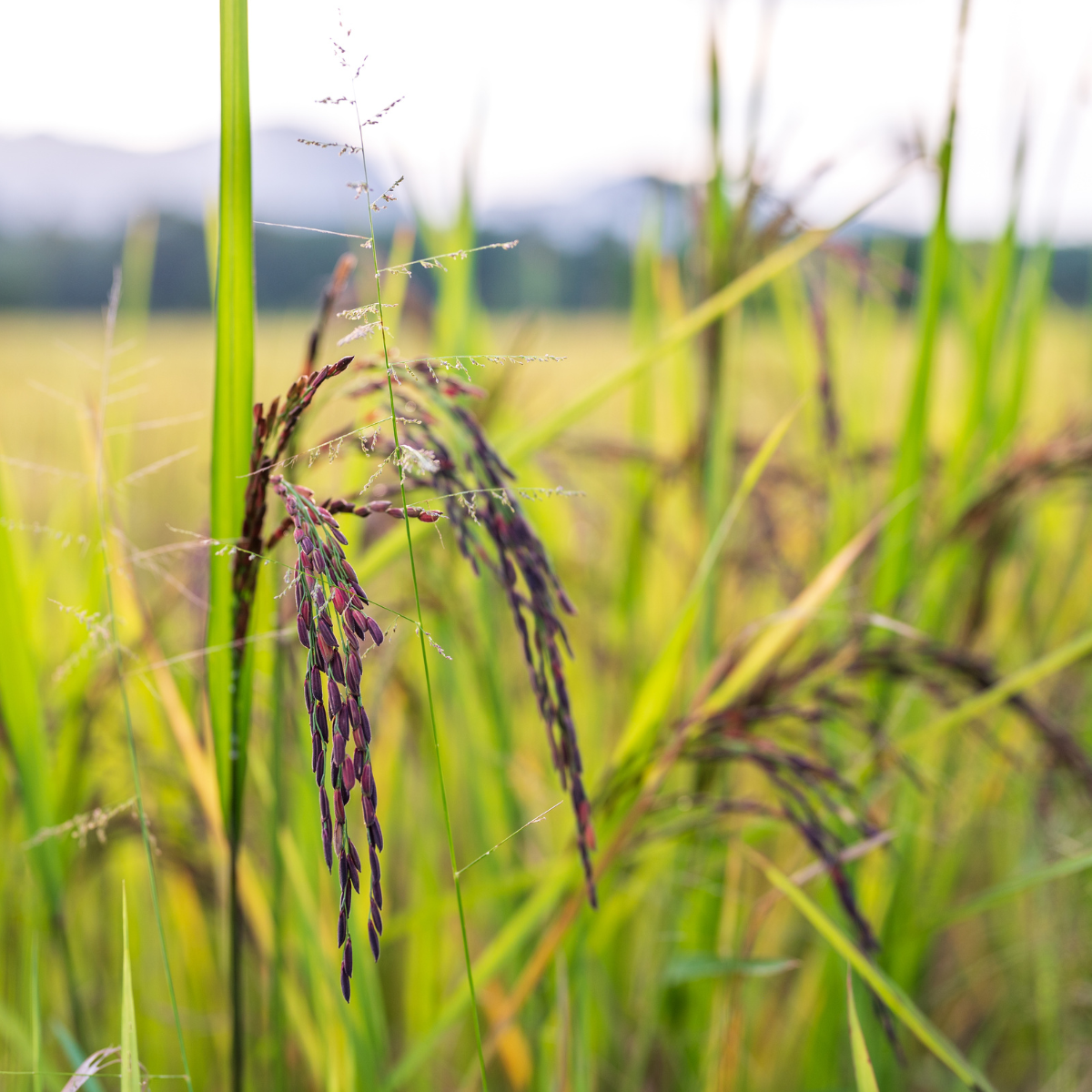 Wild black rice riceberry Seeds — 100