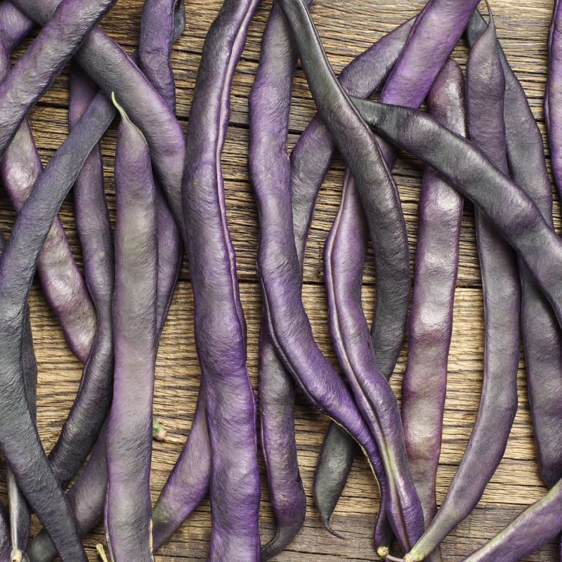 Purple Pod Beans, Fiery Violet Pods Seeds — 10