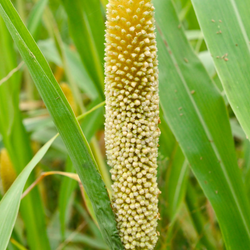 Pearl millet, Bajra Seeds — 200