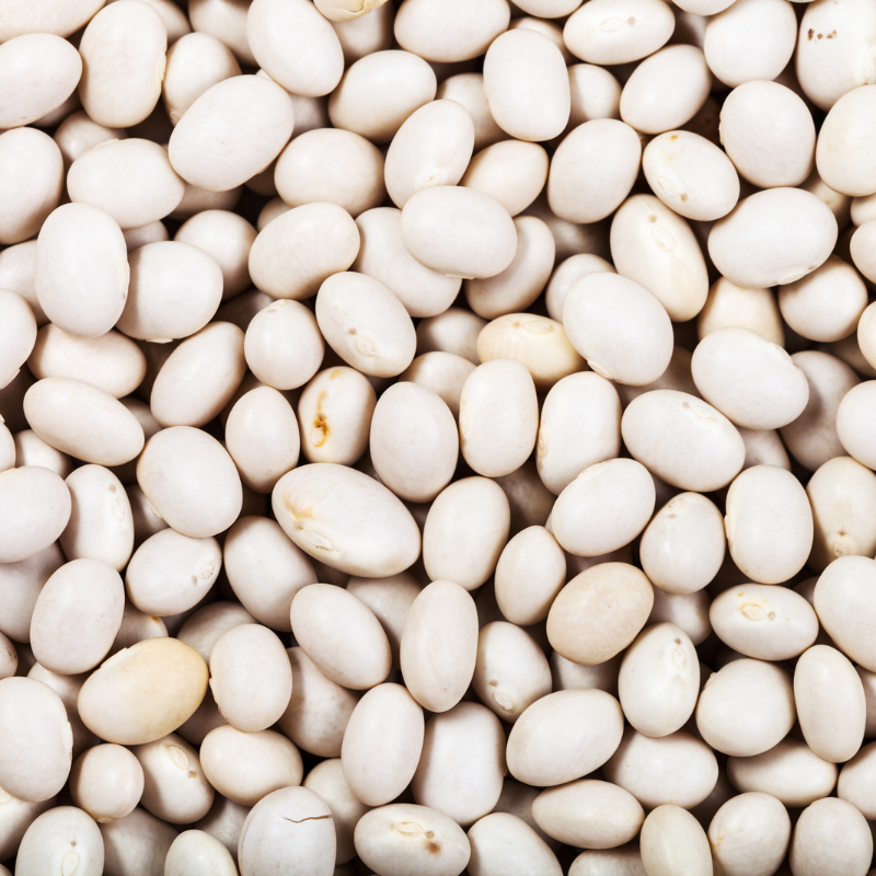 White Navy beans Seeds — 10