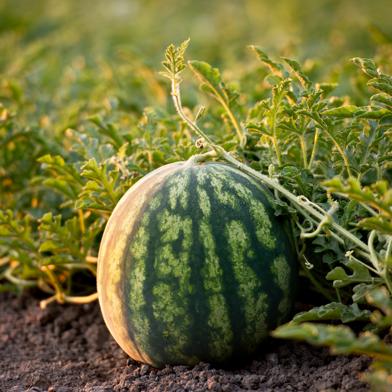 Watermelon Crimson sweet Seeds — 10