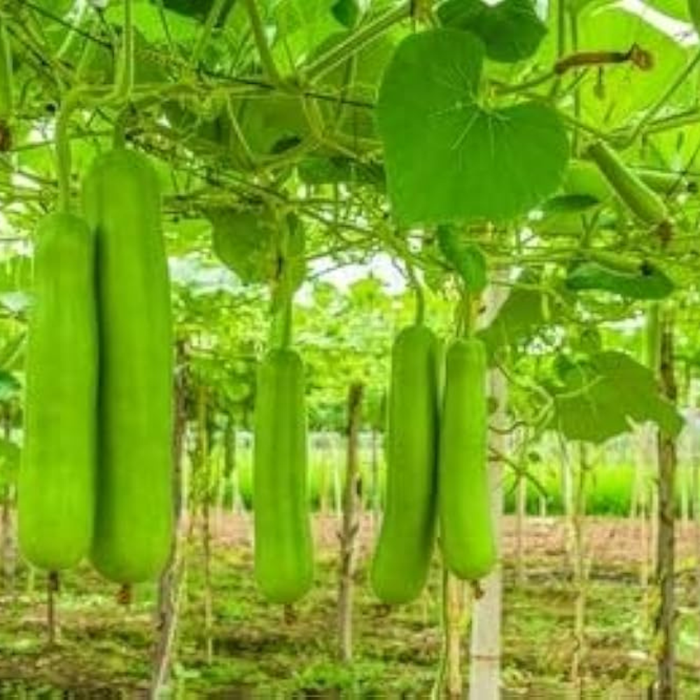 Long melon Durgesh Komal Seeds — 10