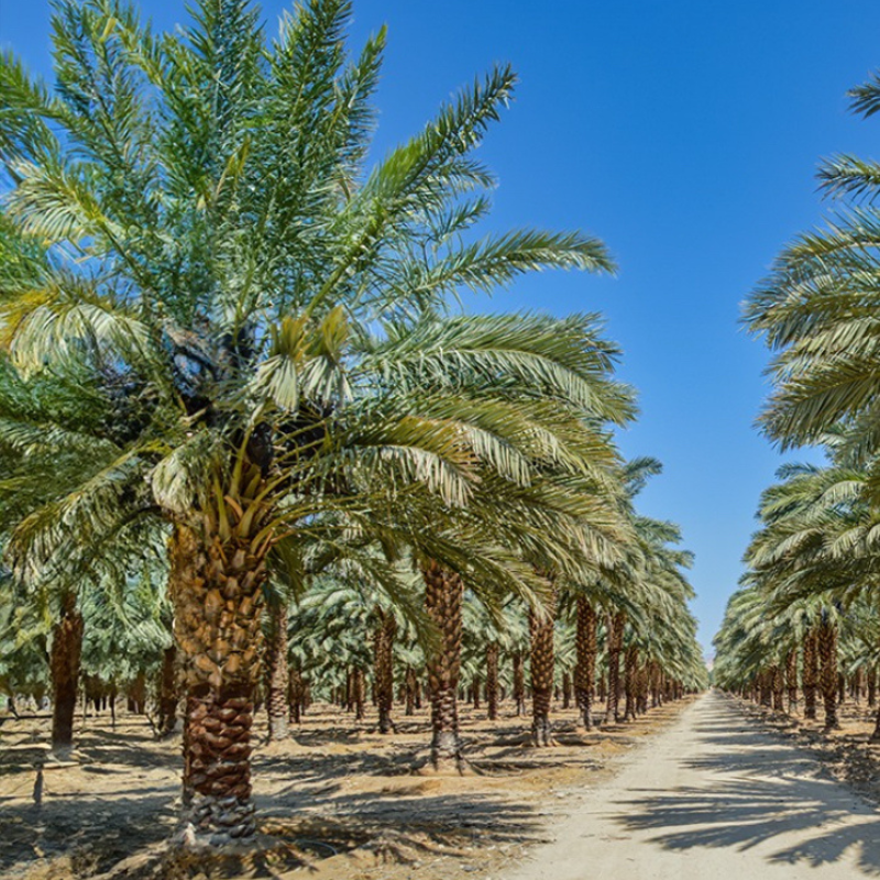 Zahidi dates Seeds — 10