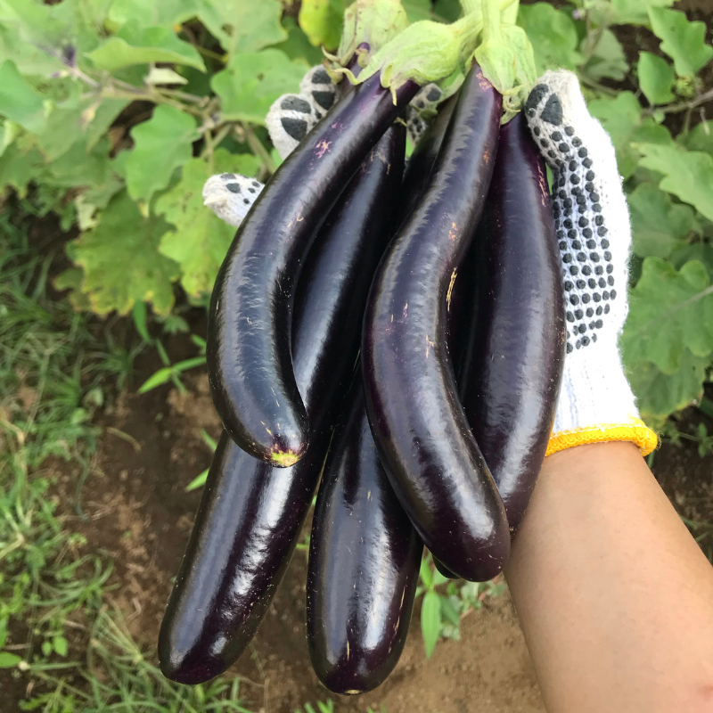 Eggplant siliguri long Seeds — 100