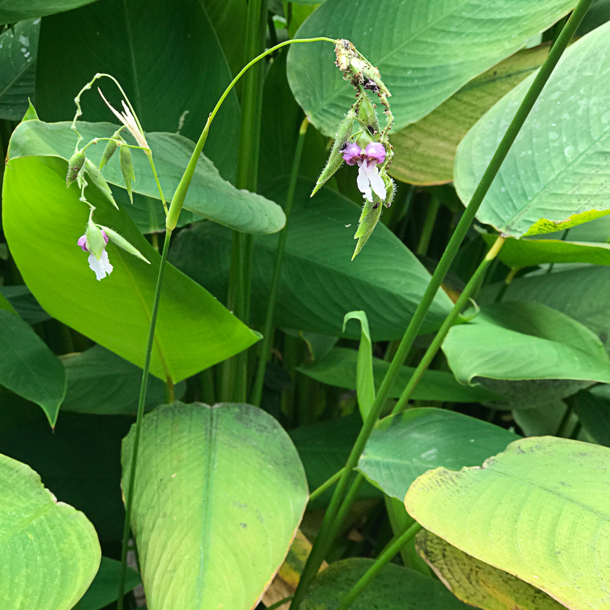 Thalia Geniculata Seeds — 10