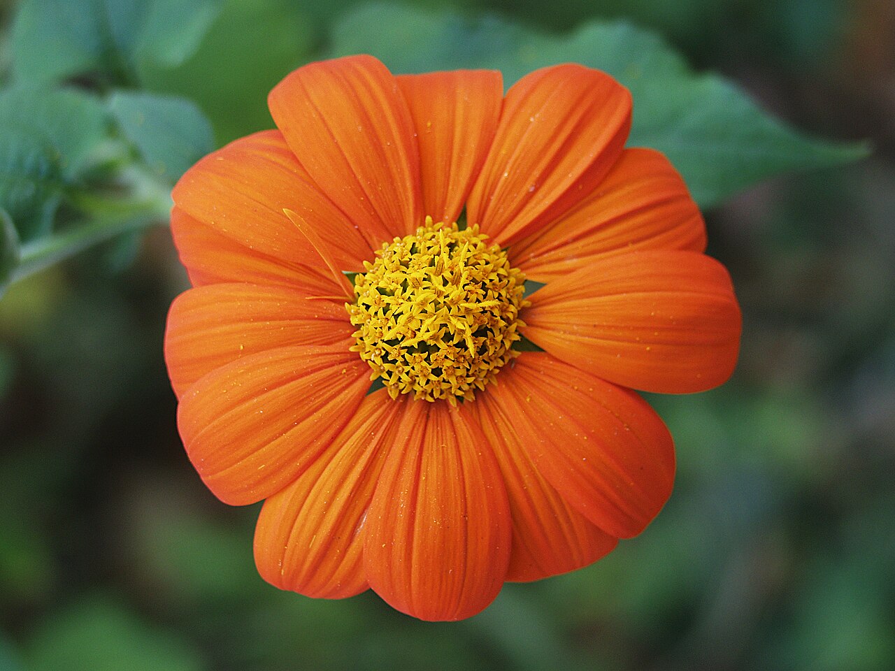Tithonia Seeds