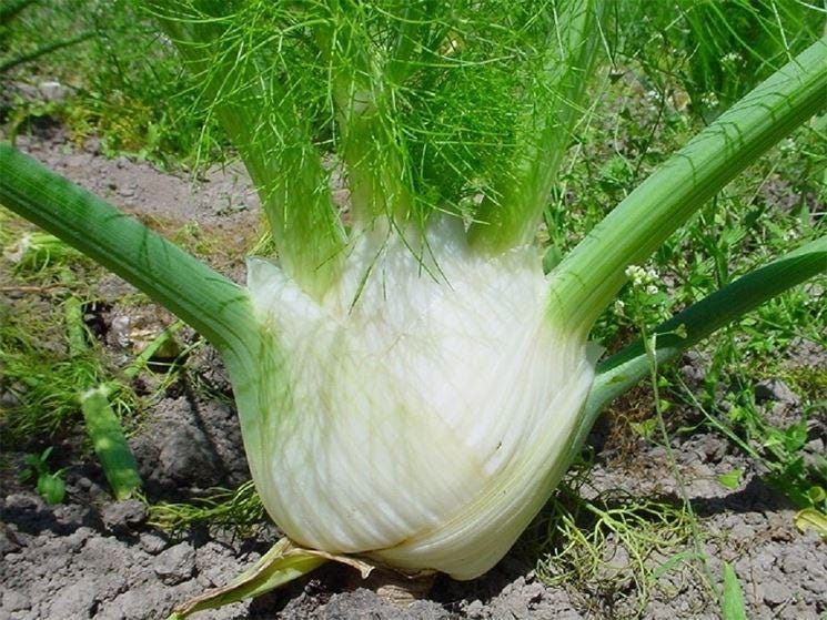 Mantovano Fennel Seeds