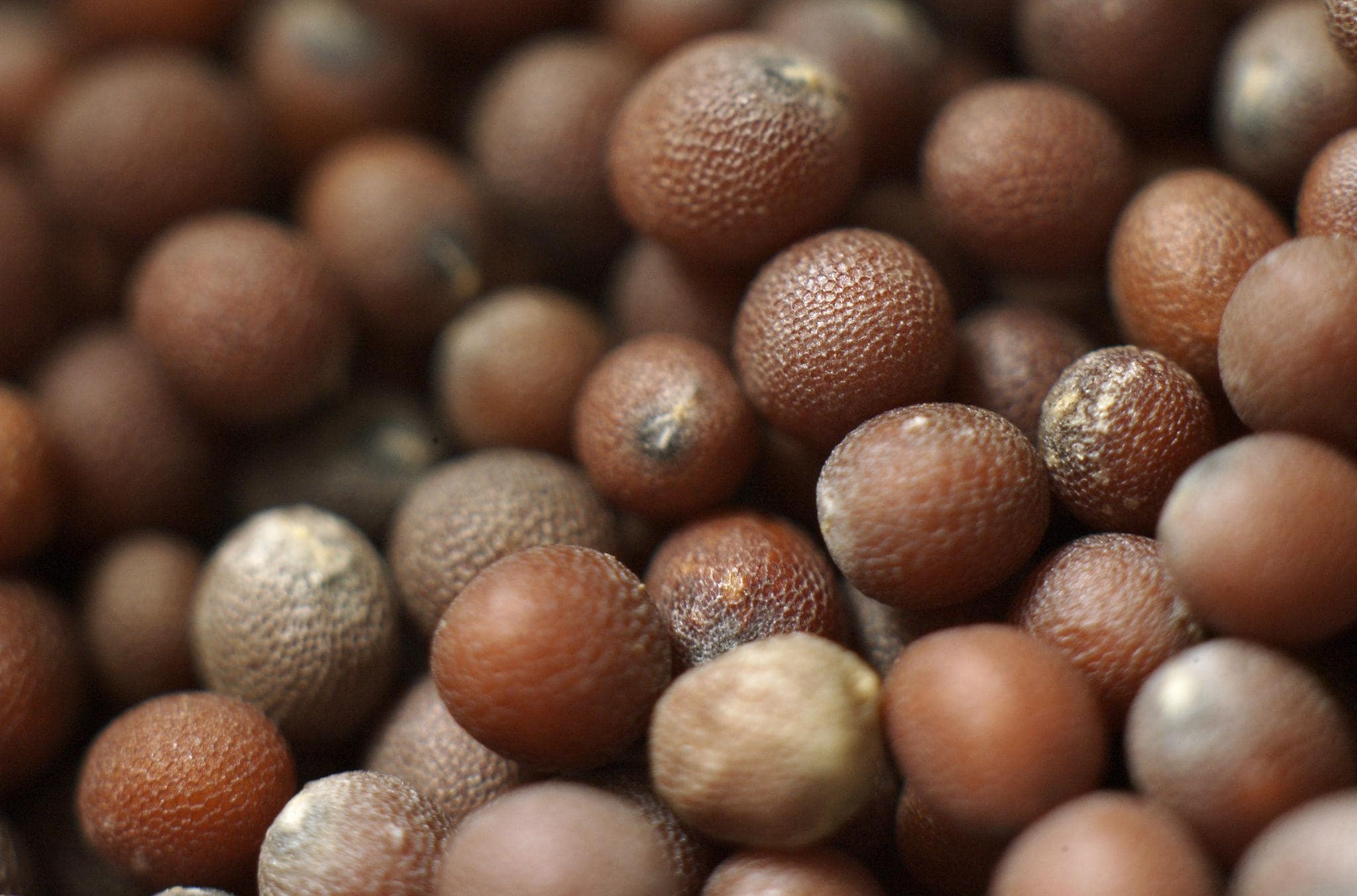 Brown mustard Seeds