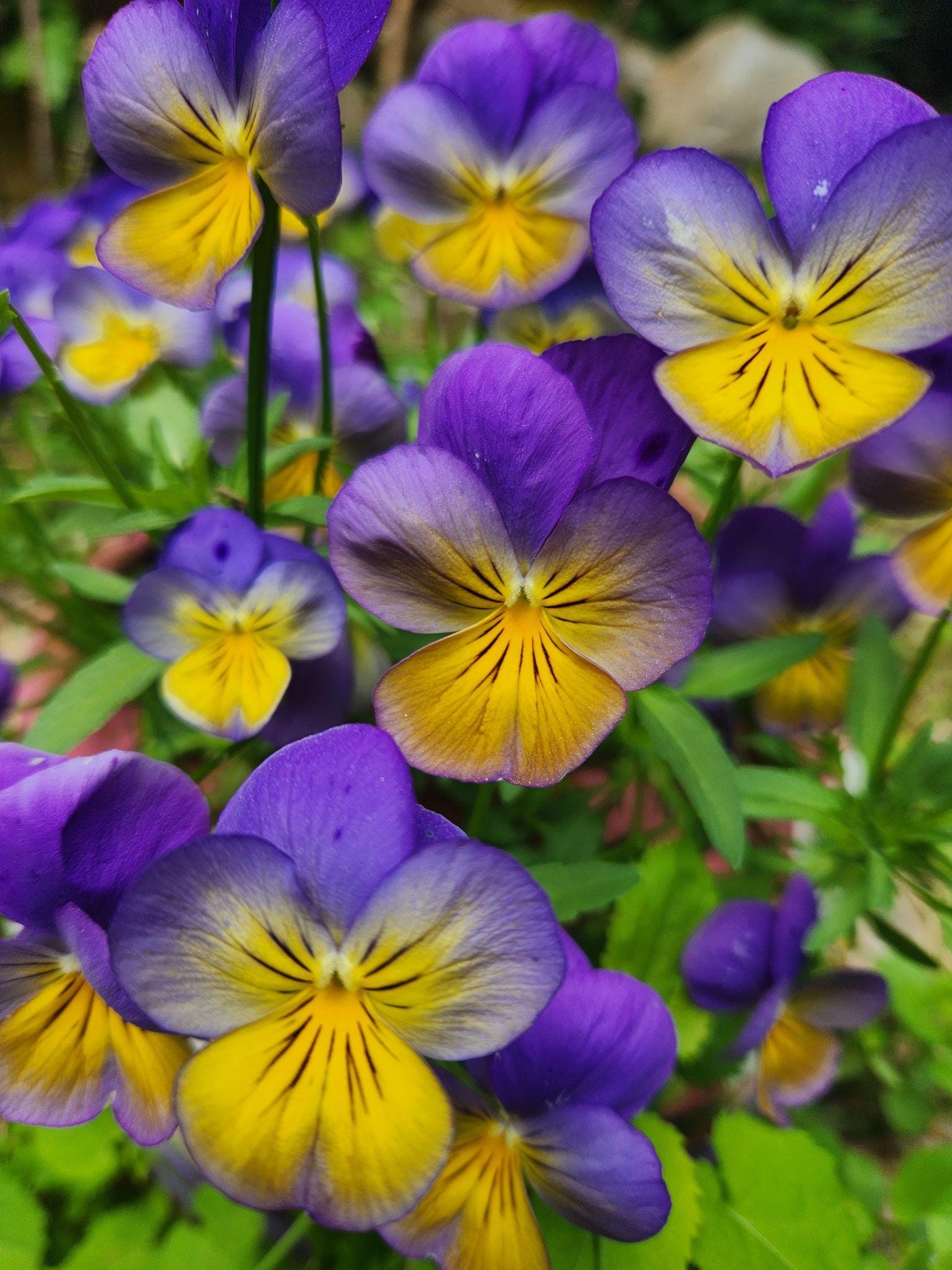 Pansy Johnny jump-up Seeds