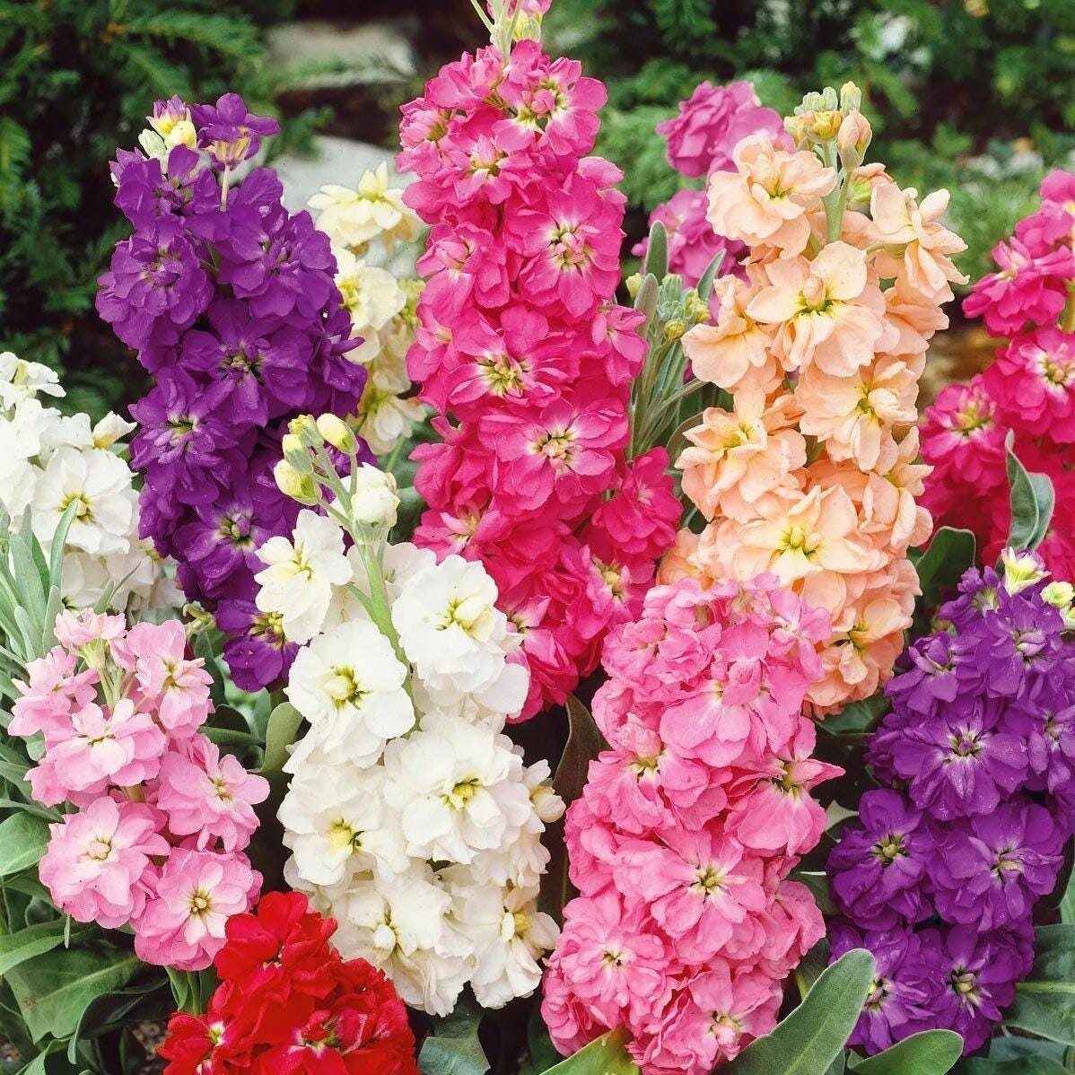 Stock Matthiola Seeds