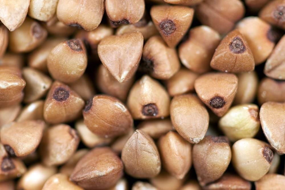 Buckwheat Seeds