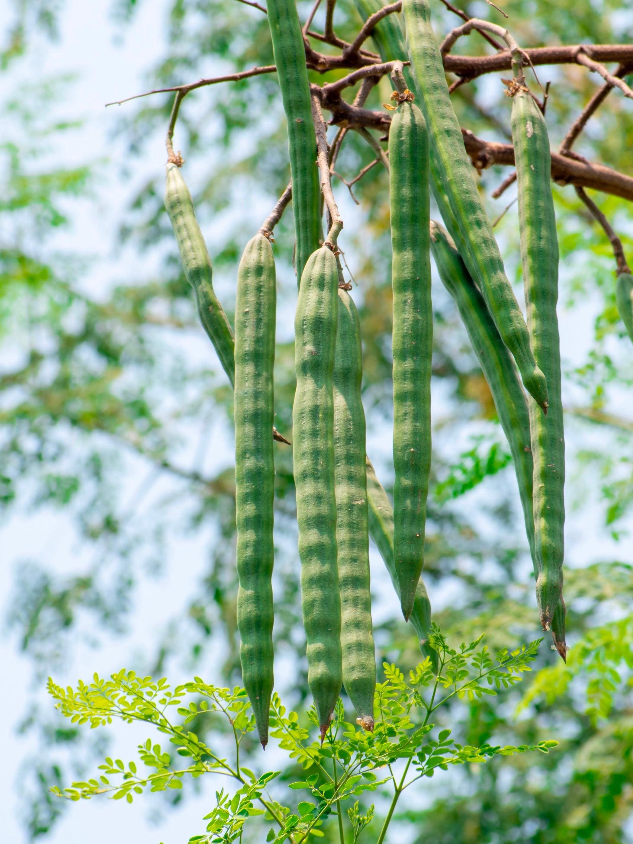 Drumstick, Moringa Seeds