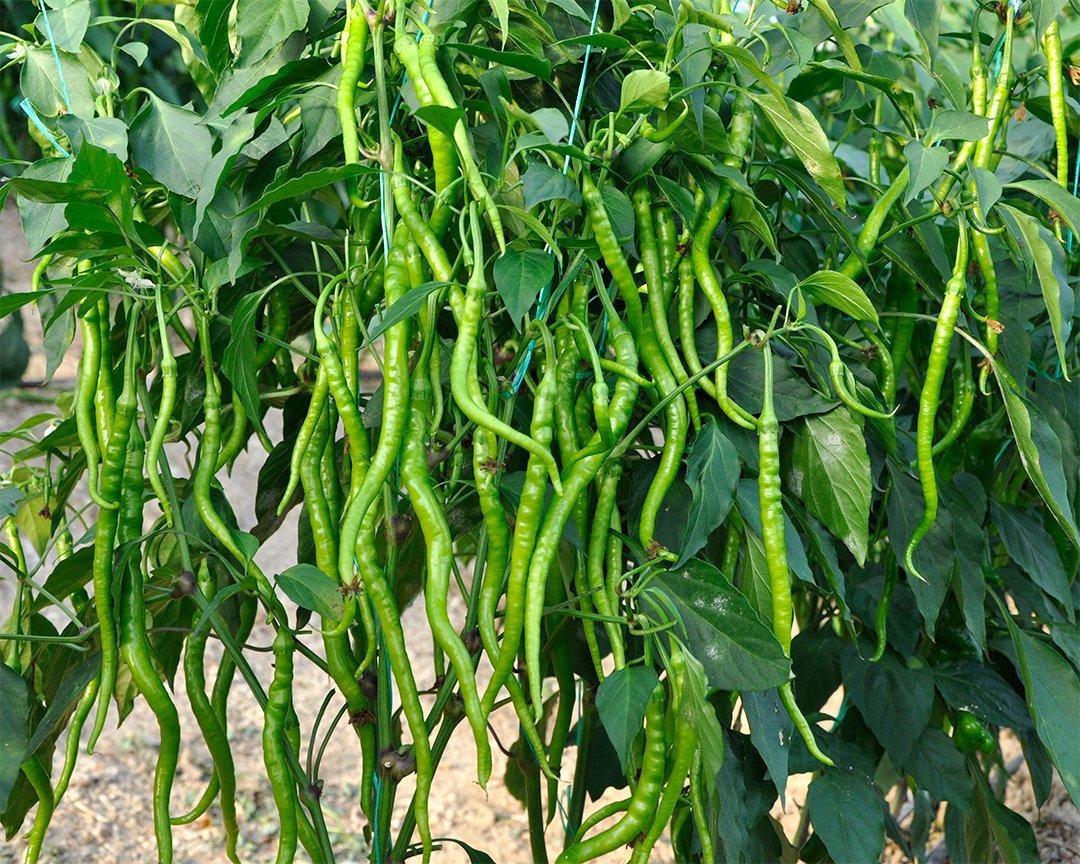 Long Green Chili Pepper Seeds