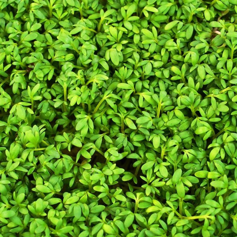 Halim, Garden cress Seeds