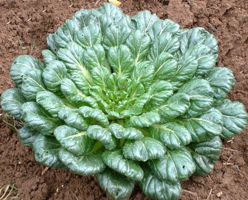 Tatsoi Seeds