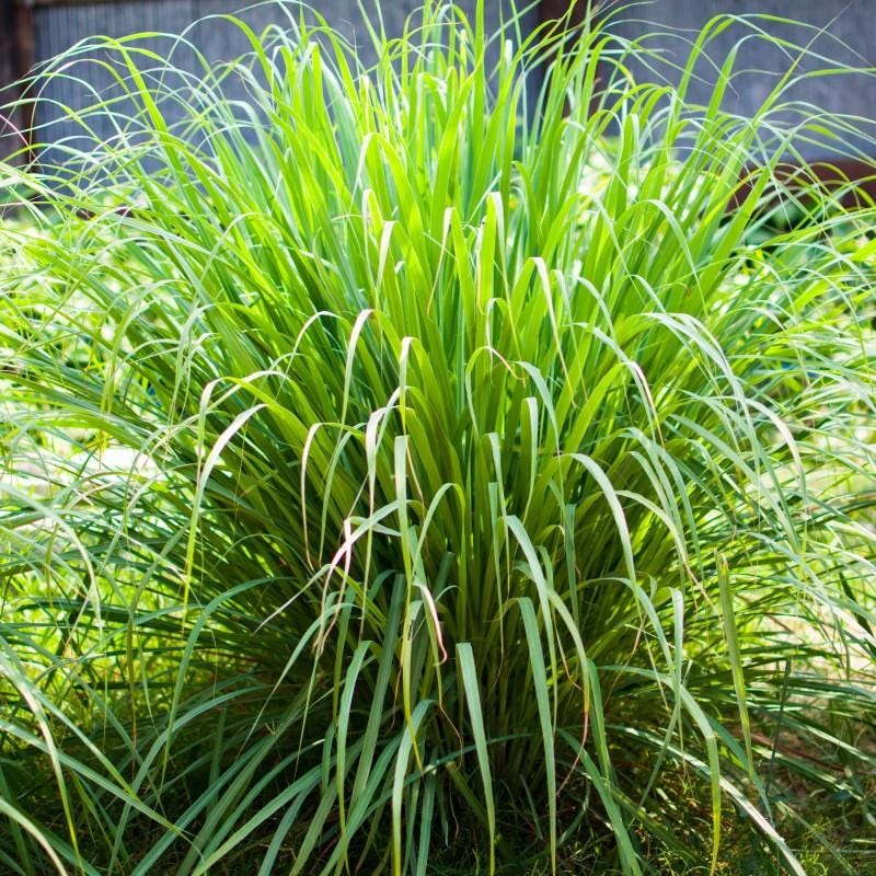 West Indian Lemongrass Seeds
