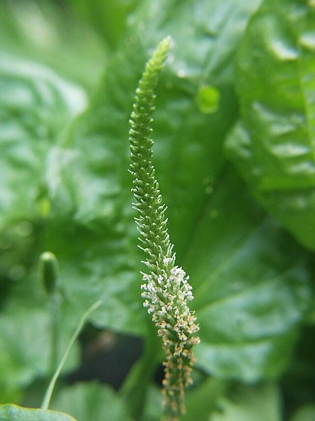 Plantago Major Seeds