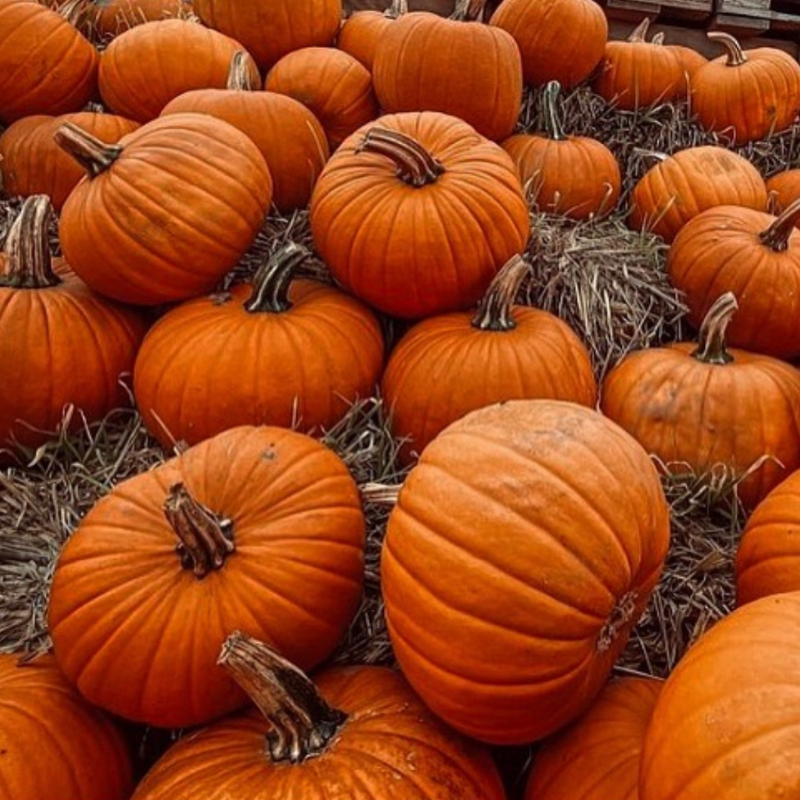 Orange pumpkin Seeds