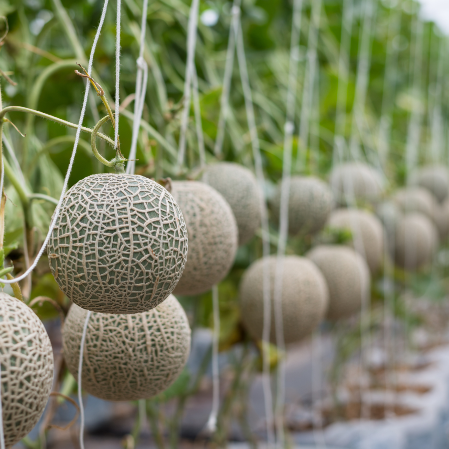 Musk melon Madhu Ras Seeds