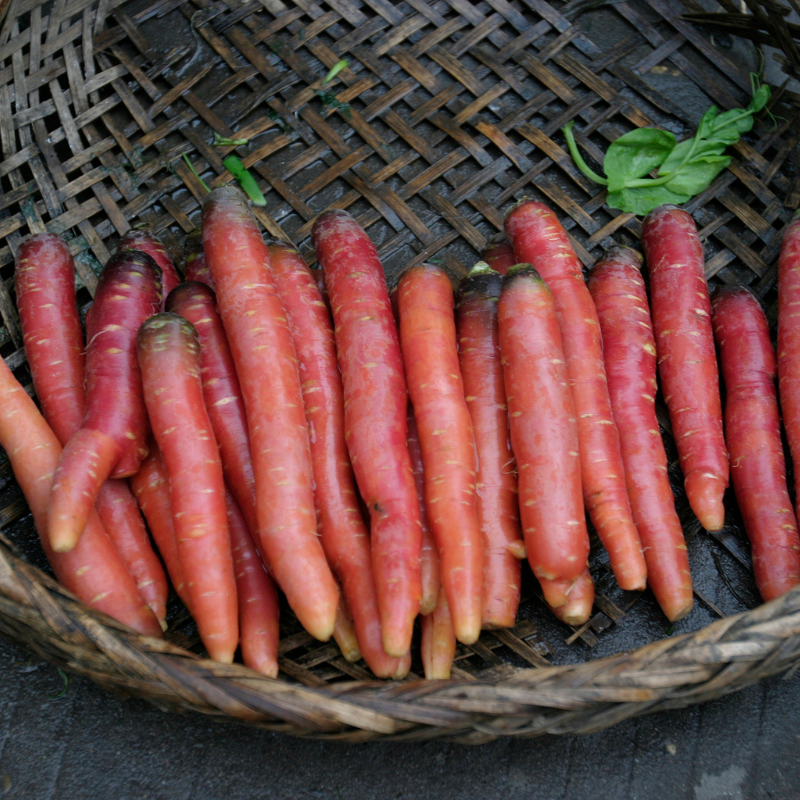 Carrot red beauty Seeds