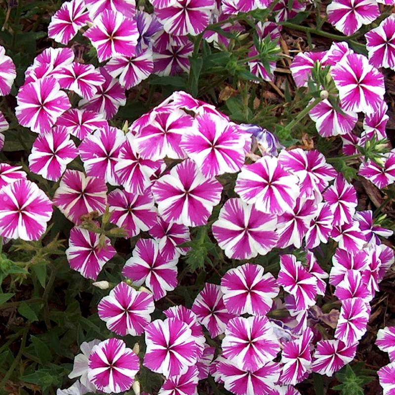Phlox Star Phlox drummondii Star Mix Seeds