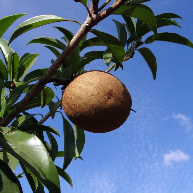 Chikoo, Sapodilla Seeds