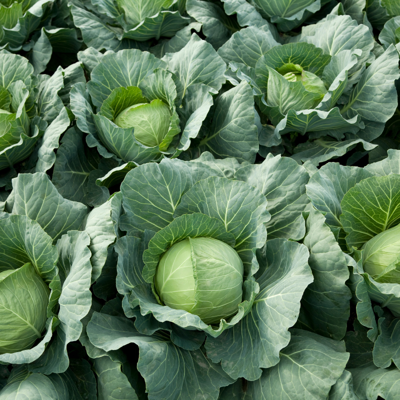 Cabbage pride of india Seeds