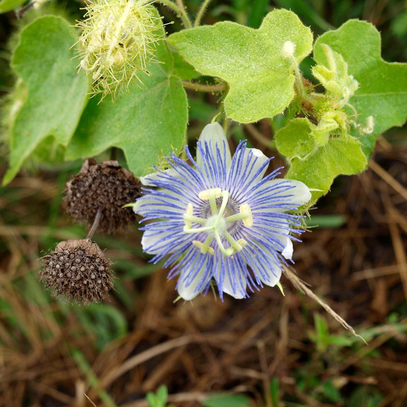 Stinking Passionflower Seeds (Passiflora foetida)