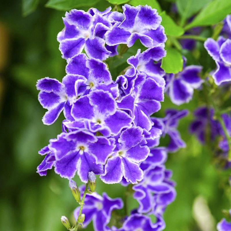 Duranta erecta Seeds