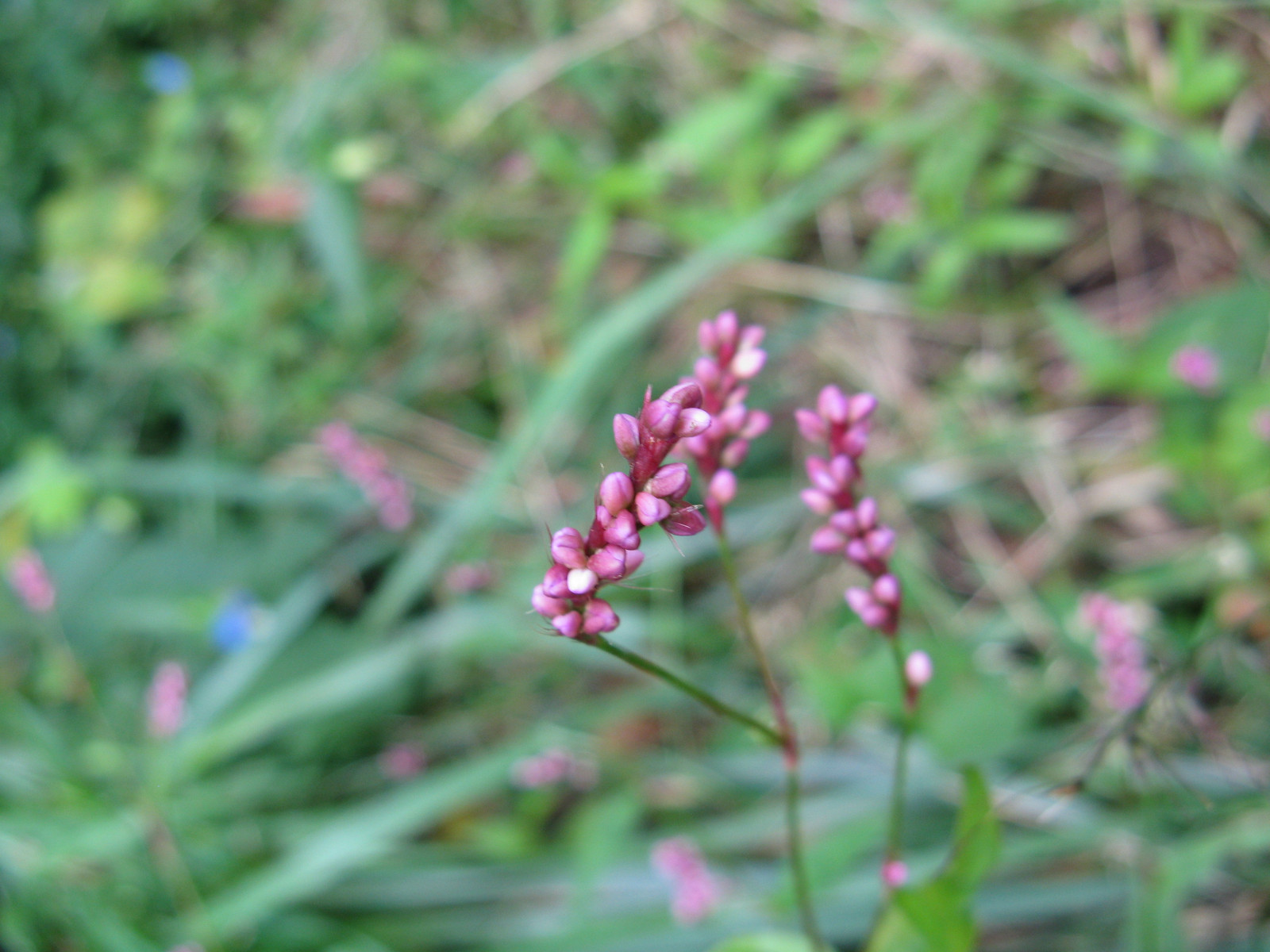 Persicaria longiseta Seeds