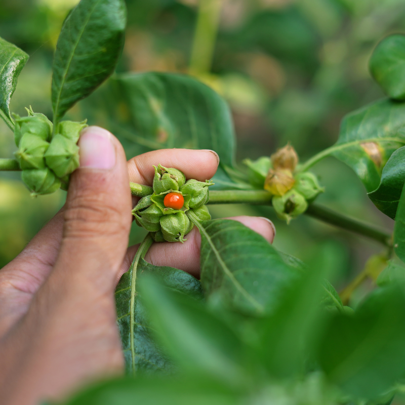 Ashwagandha Seeds