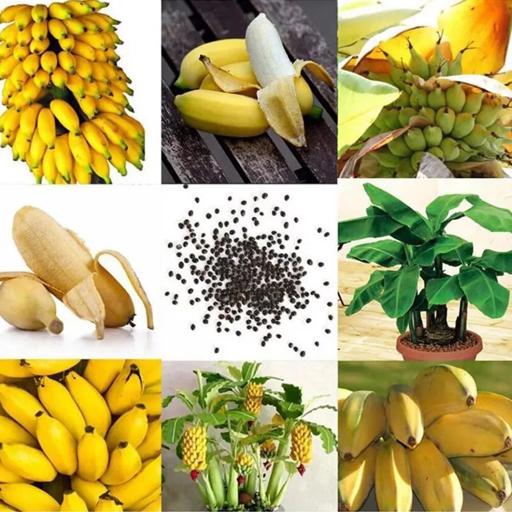 Dwarf banana small Seeds