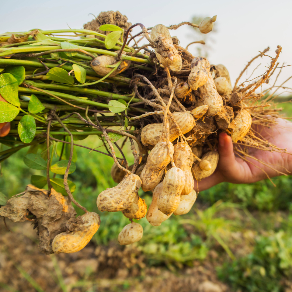 Selected peanuts Seeds