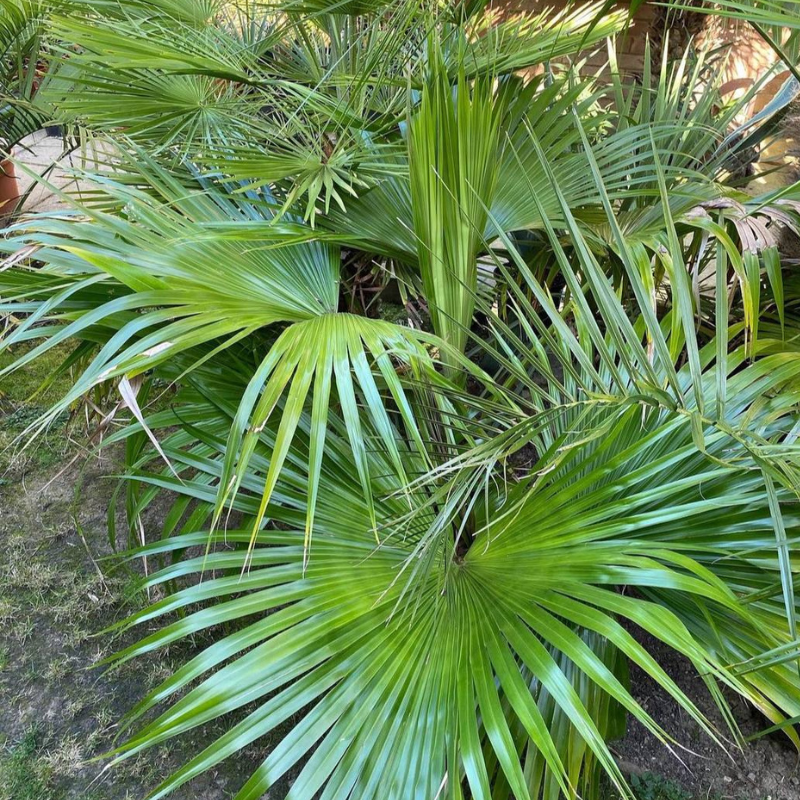Chinese Fan Palm Seeds (Livistona chinensis)