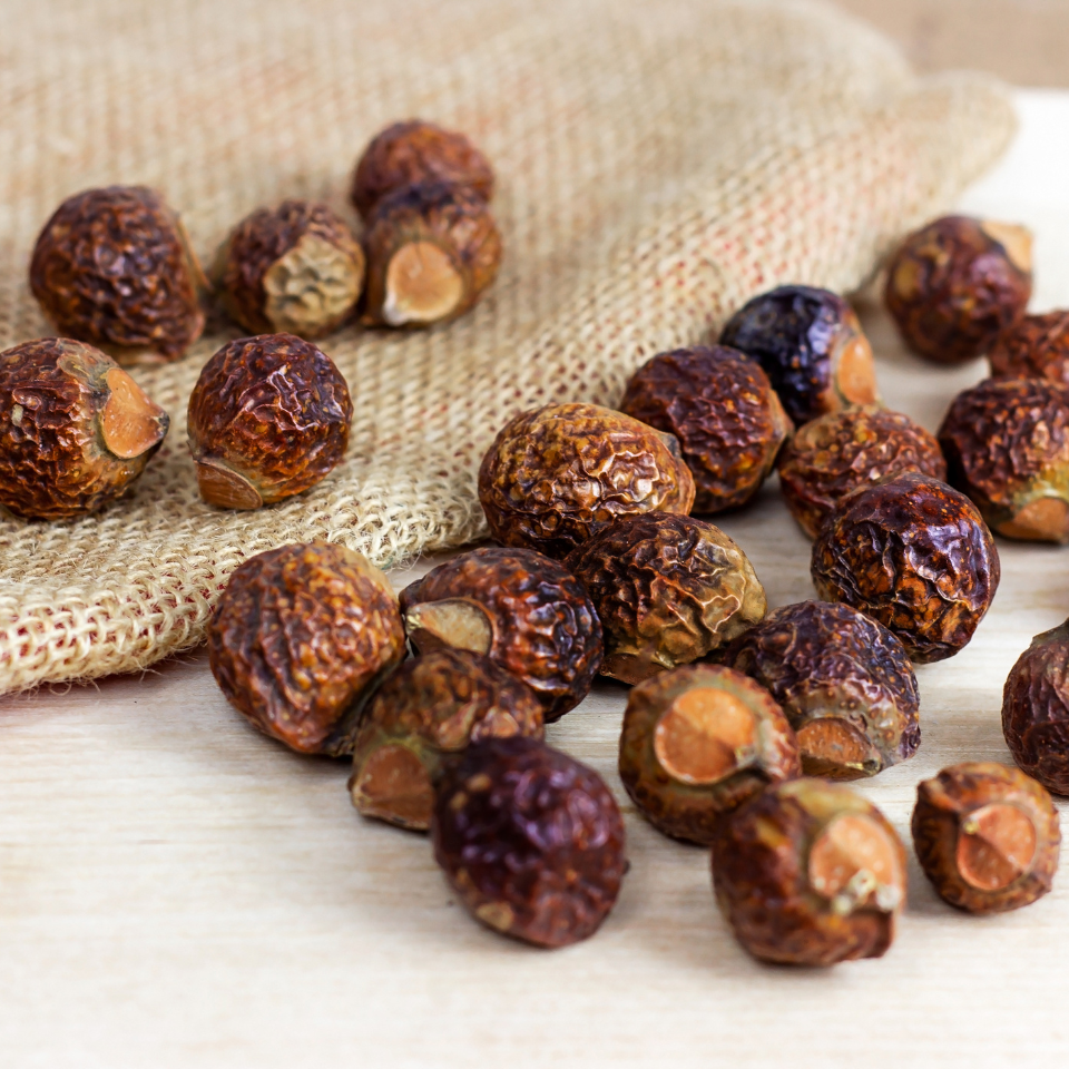 Soap Nut Seeds