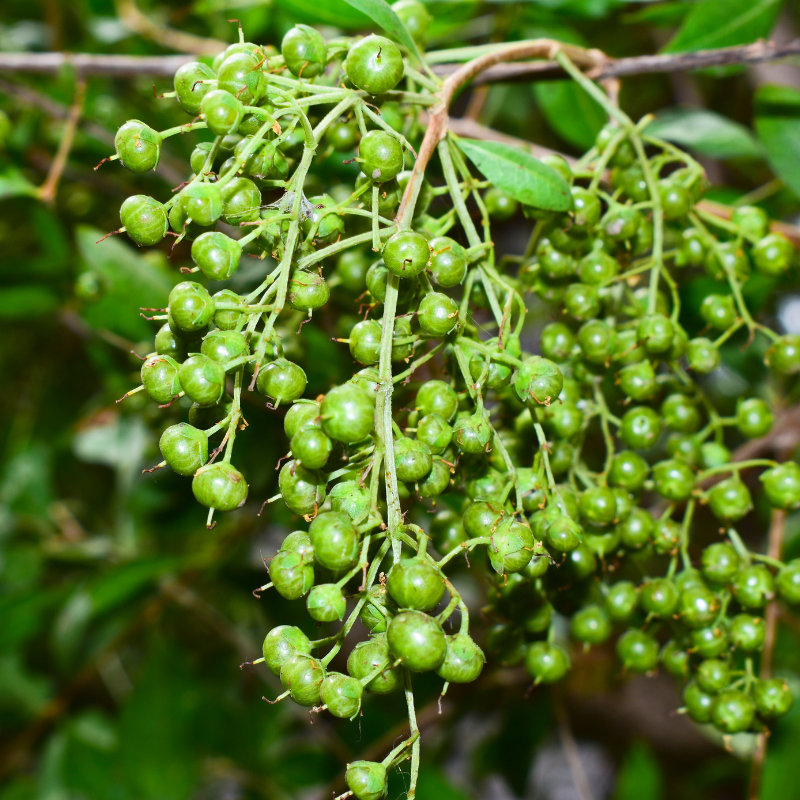 Lawsonia alba, Hina Seeds