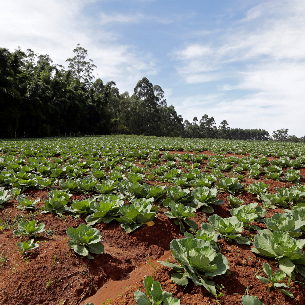 Cabbage Express Seeds